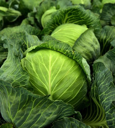 cabbage, herb, white cabbage