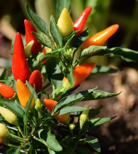 chili pepper, fruit, plant