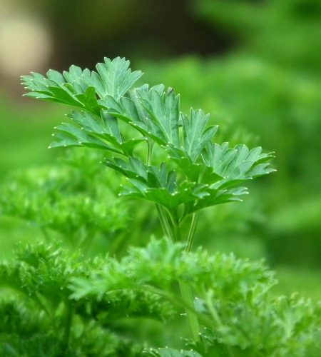 A detailed close-up shot of fresh, vibrant green parsley leaves with dewdrops.